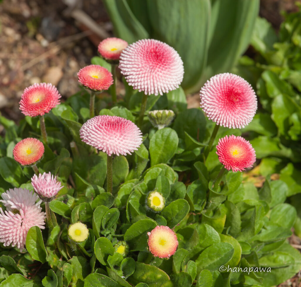 ピンク色のデージーの花