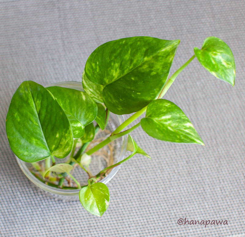 観葉植物『ポトス』